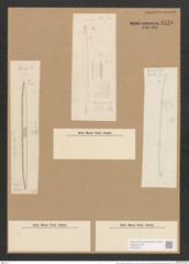 Nitzschia sigma var. abludens Grun. (de-Toni-Nr.: Genus 47, Species 2099) Zeichnungen Sammlung Grunow Nr. 4179 (NHMW-BOT-W0372070)
